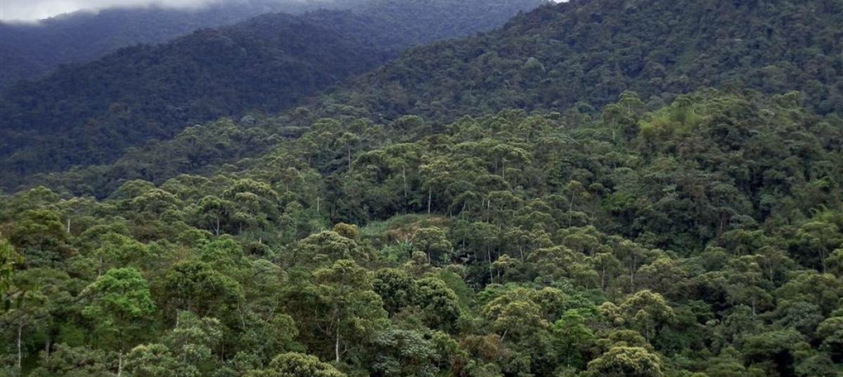 UNESCO Declara Al Chocó Andino De Pichincha Como Reserva De Biósfera