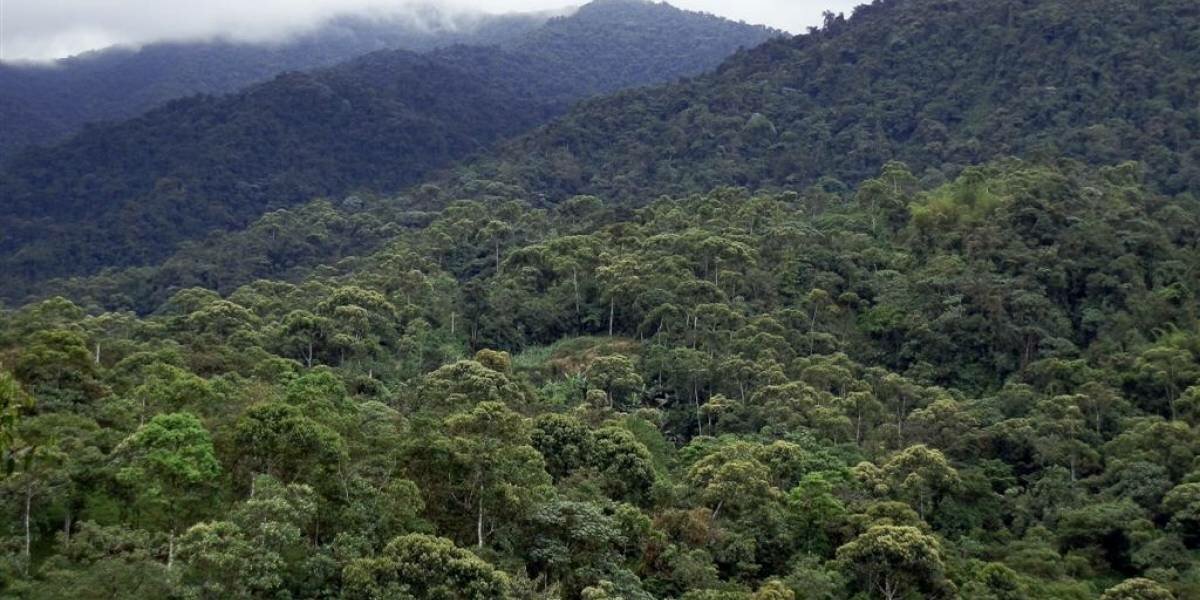 UNESCO Declara Al Chocó Andino De Pichincha Como Reserva De Biósfera